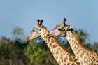 A portrait of two male southern giraffes-Giraffa camelopardalis Okavango Delta-Botswana Art Print